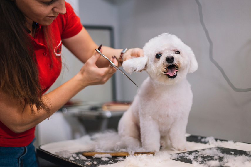 dog grooming dog poisoning symptoms
