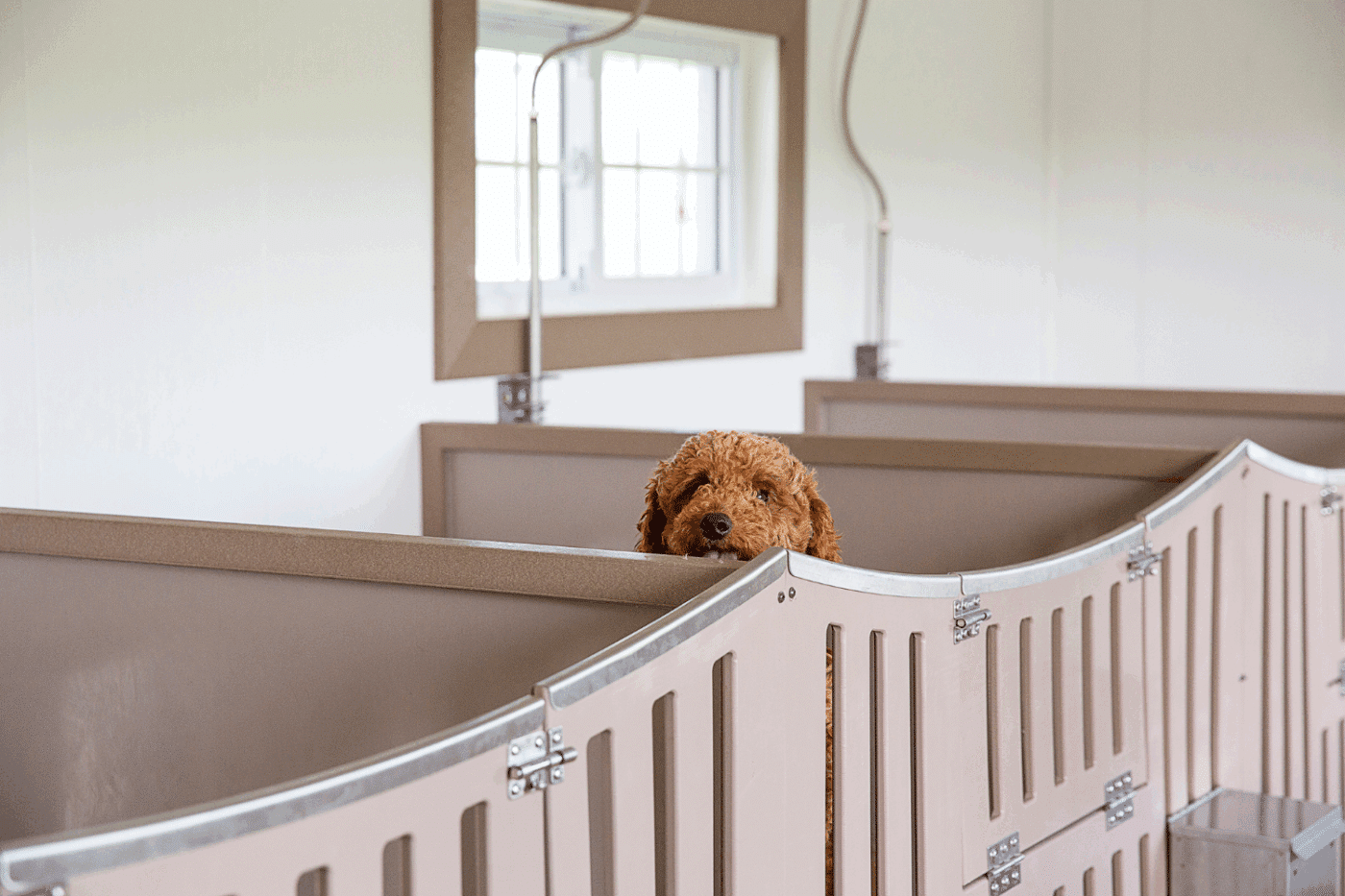 dog inside kennel for kennel business in rhode island