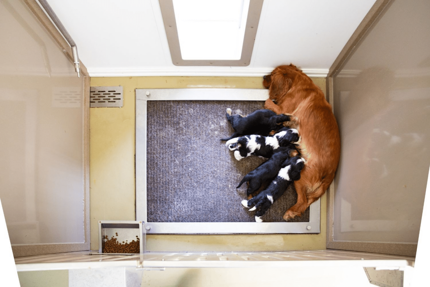 dog kennel accessories for nursing dogs