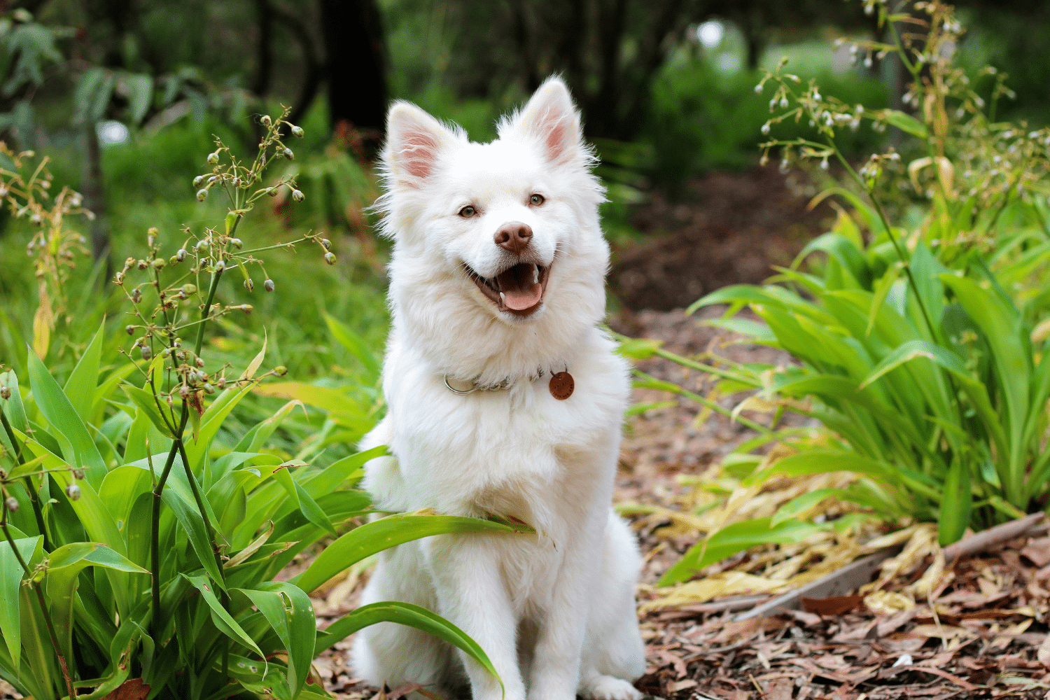 dog kennels for sale in san antonio texas
