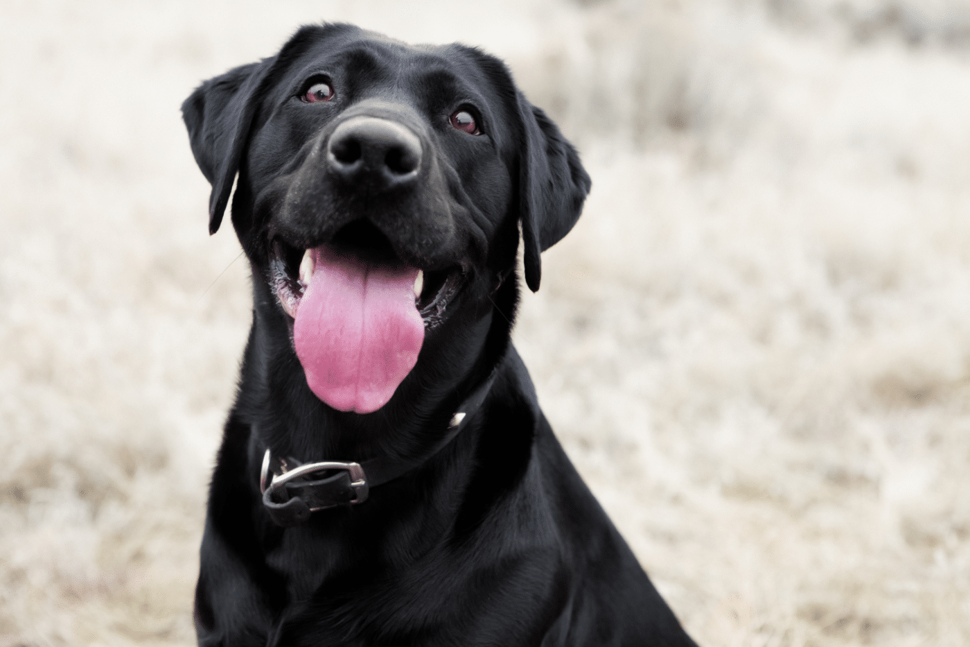dog kennels for sale in texas