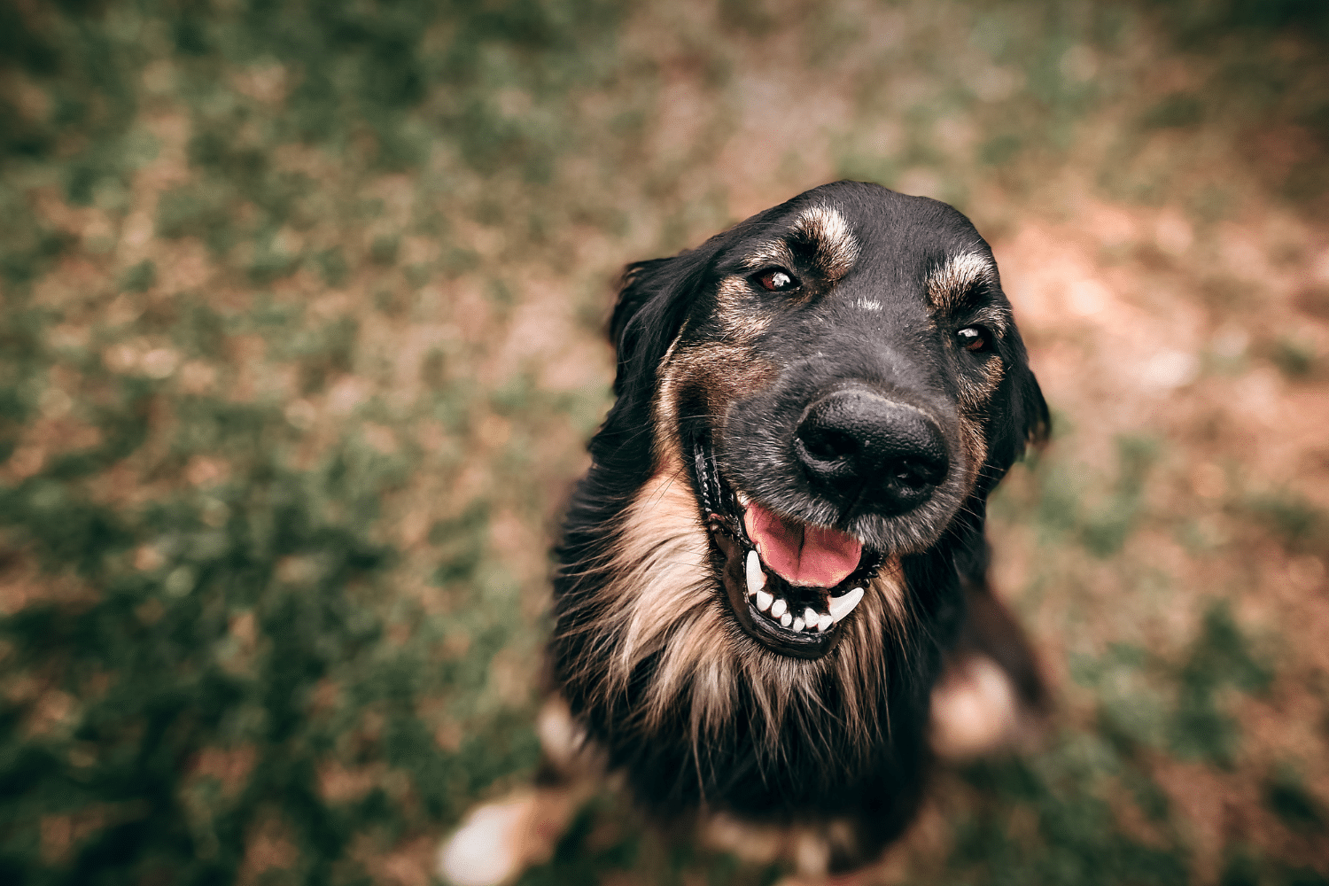 dog kennels in dallas texas for sale
