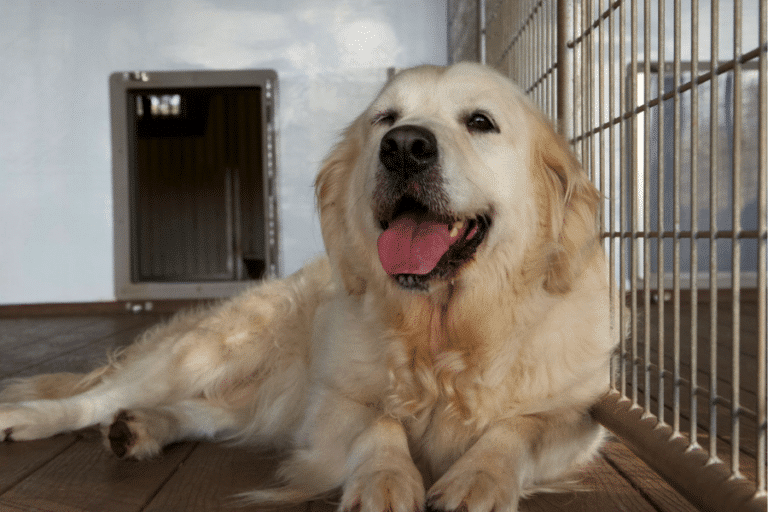 dog laying inside attached outdoor run