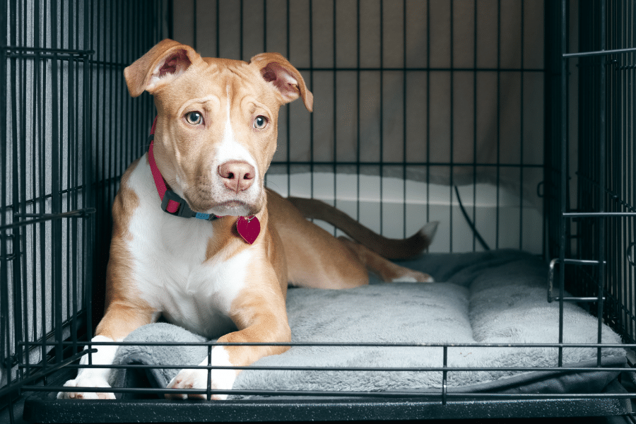 dog laying inside of crate on comfy bed
