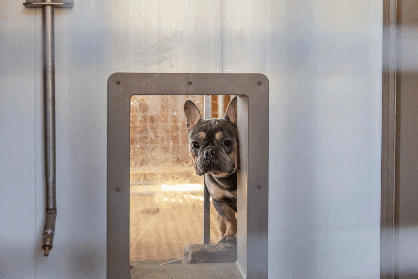 dog looking into dog door in dog kennel in california