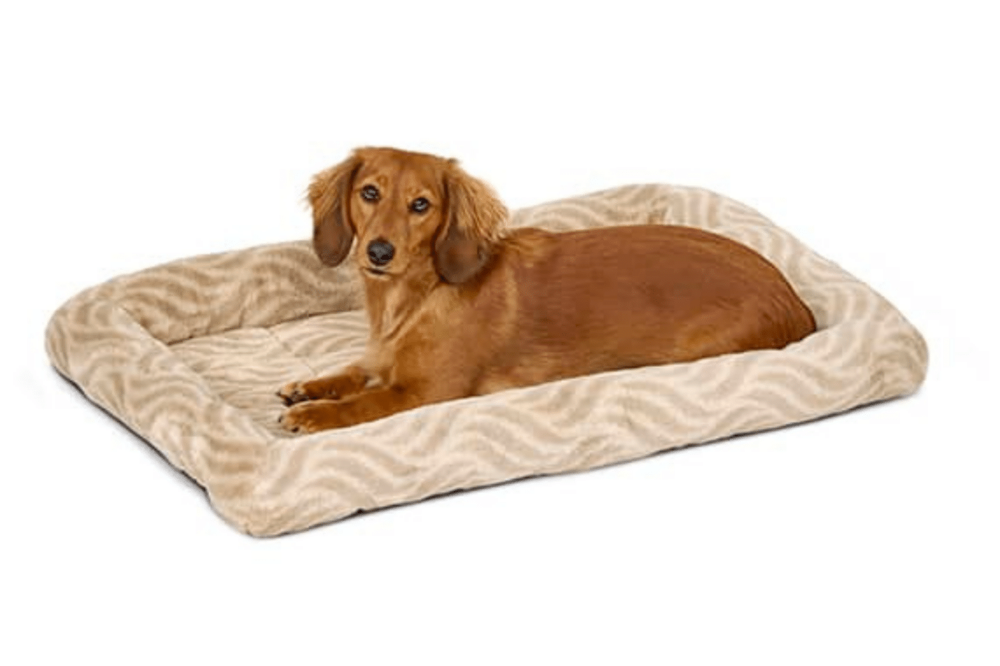 dog on dog bed with dog kennel accessories