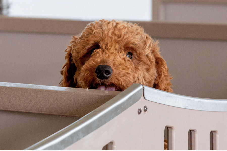 dog peeking head over kennel fencing