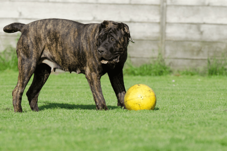 dog playing with ball in yard