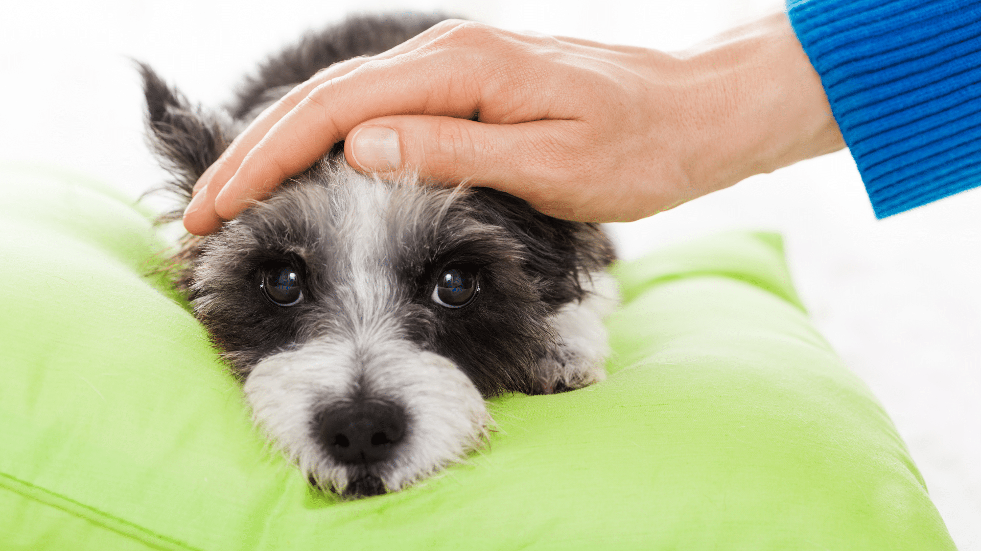 A sick dog looking sad and being petted by the dog owner.
