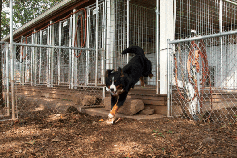 dog running to play in fenced in outdoor area