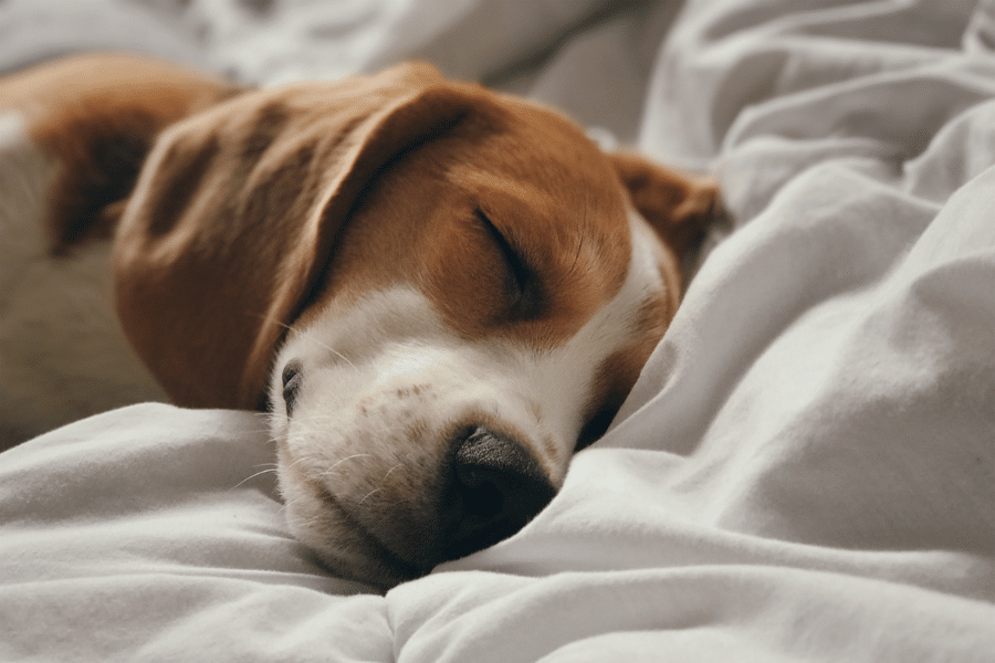 dog sleeping on bed
