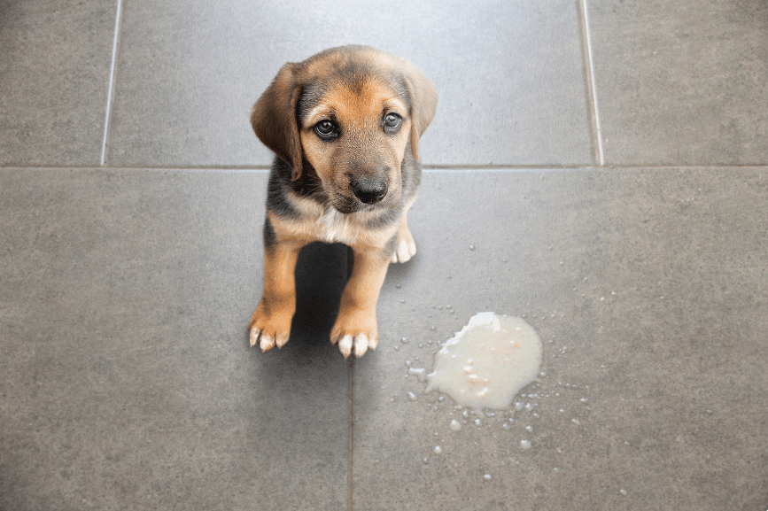 dog vomit dog poisoning symptoms
