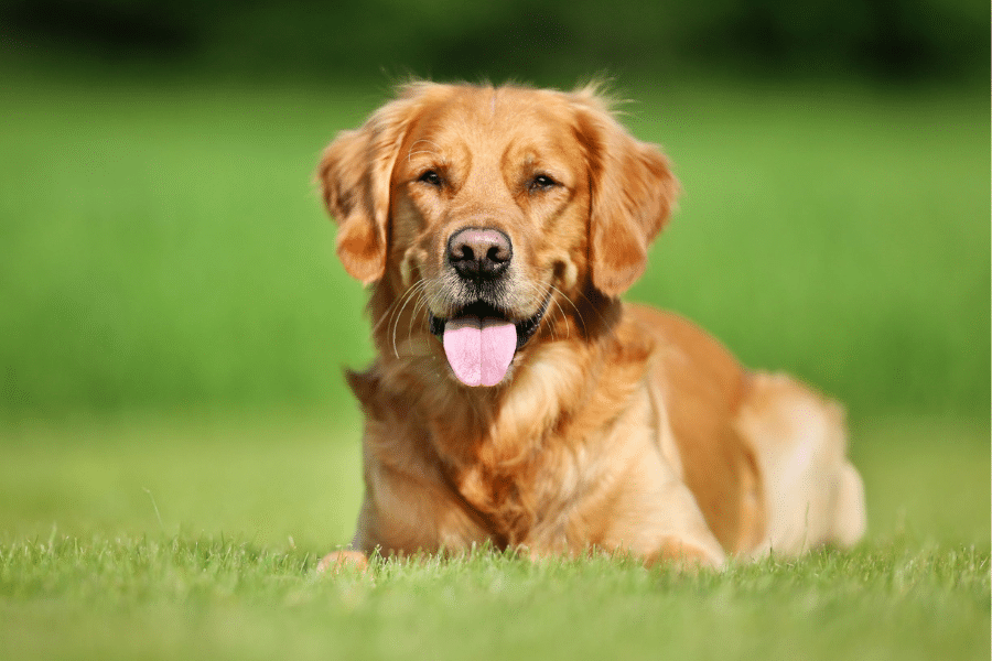 golden retriever sitting in grass