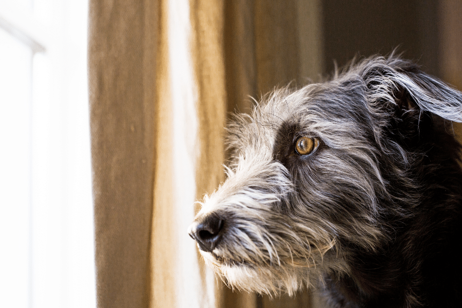 gray older dog staring out window waiting for parent to come home how to crate train an older dog