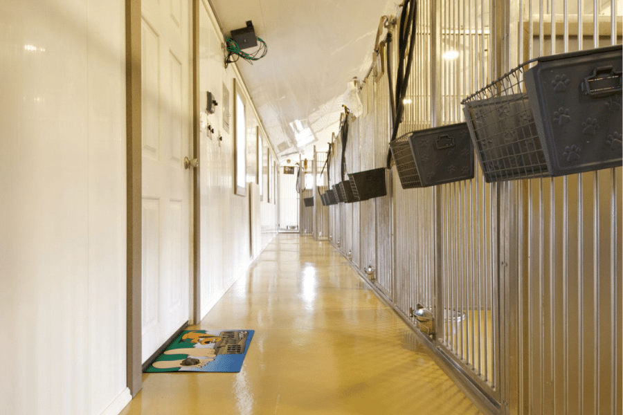 individual dog kennels inside custom commercial boarding facility