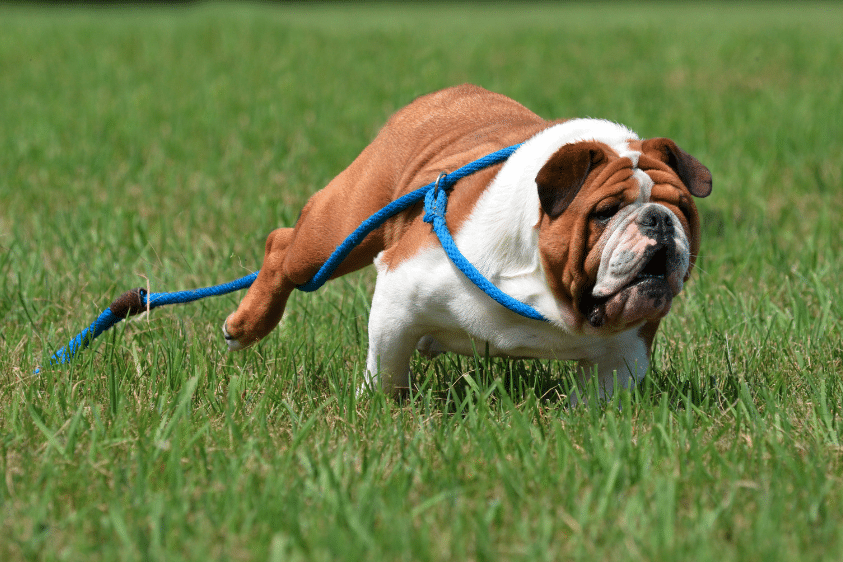 keep dog poisoning symptoms