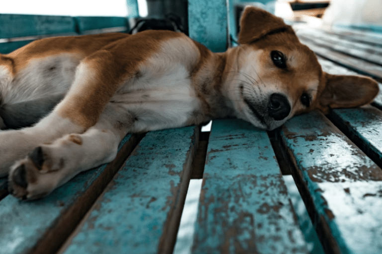 keep your dog away dog poisoning symptoms