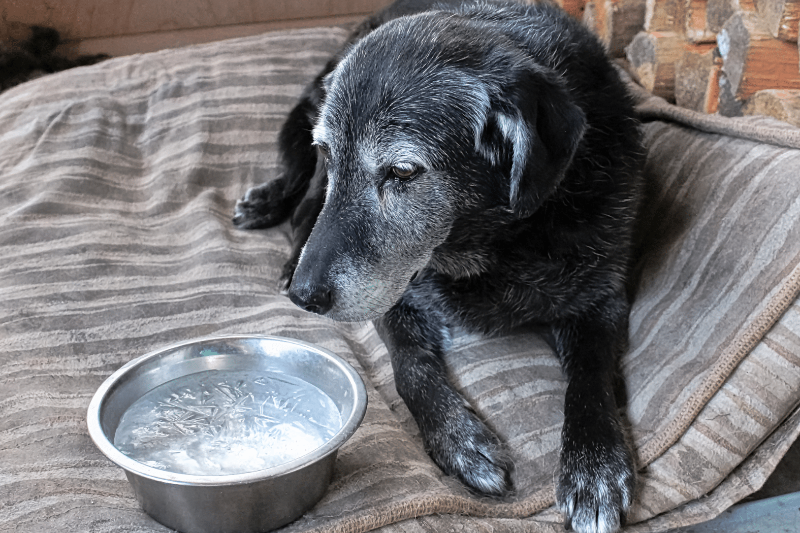 dog laying on bedding with water dish in front of them