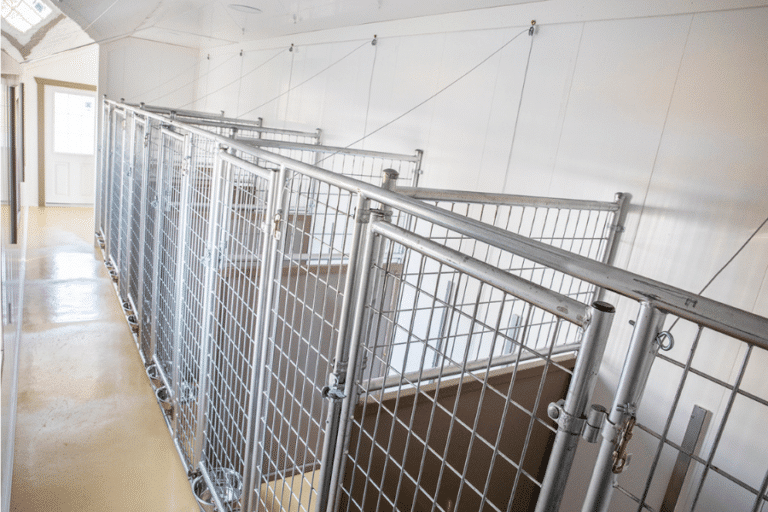 kennels inside commercial dog kennel
