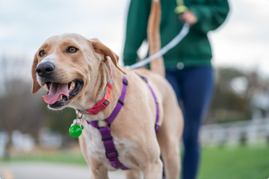 leash dog poisoning symptoms