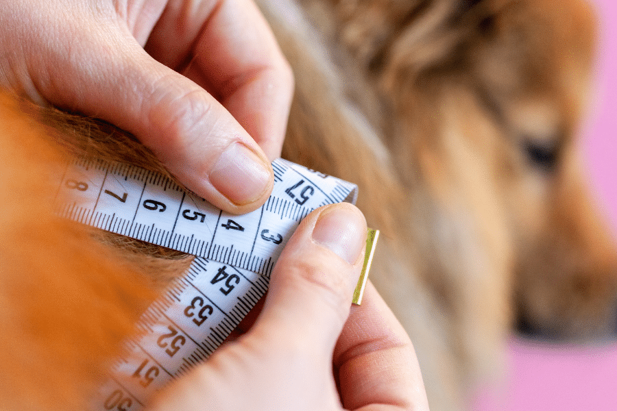 measuring a dog to find the right kennel size
