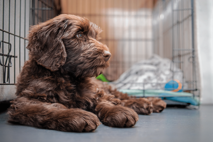 older brown dog in front of crate