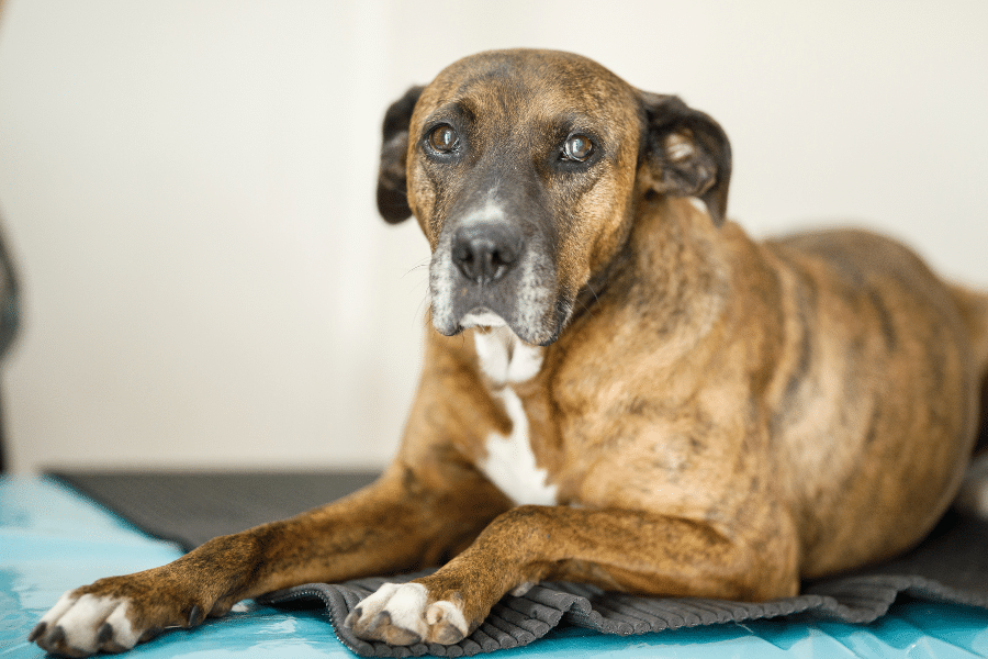 older dog laying on orthopedic mat