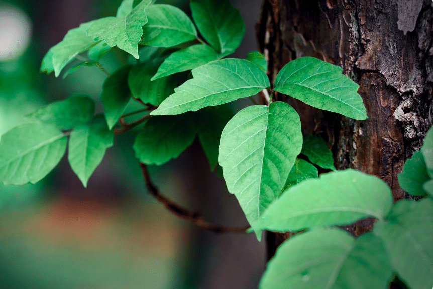 poison lvy dog poisoning symptoms