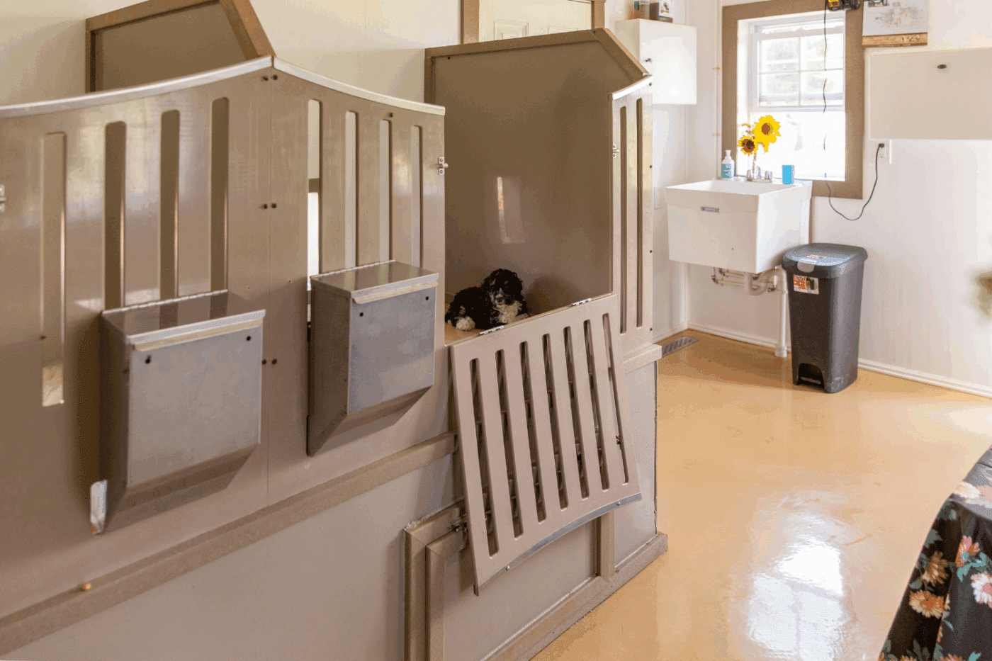 puppy in dog kennel in california