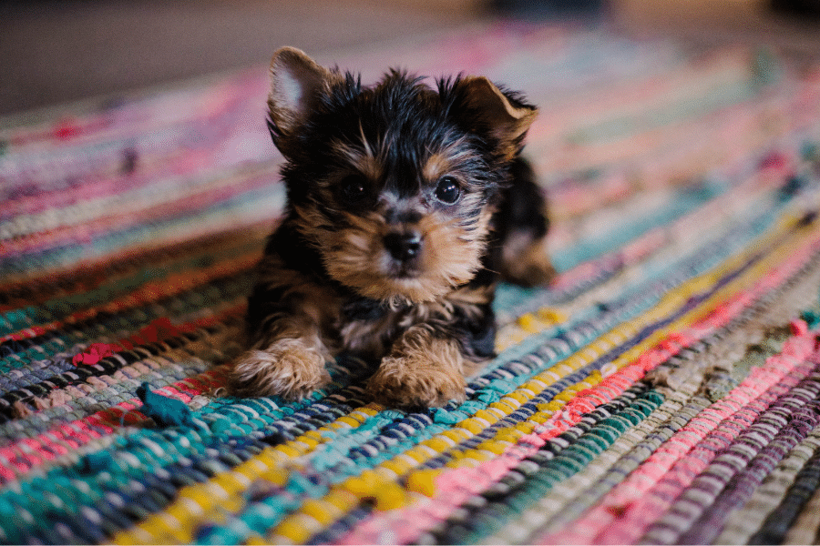 puppy laying on multi-colored rug