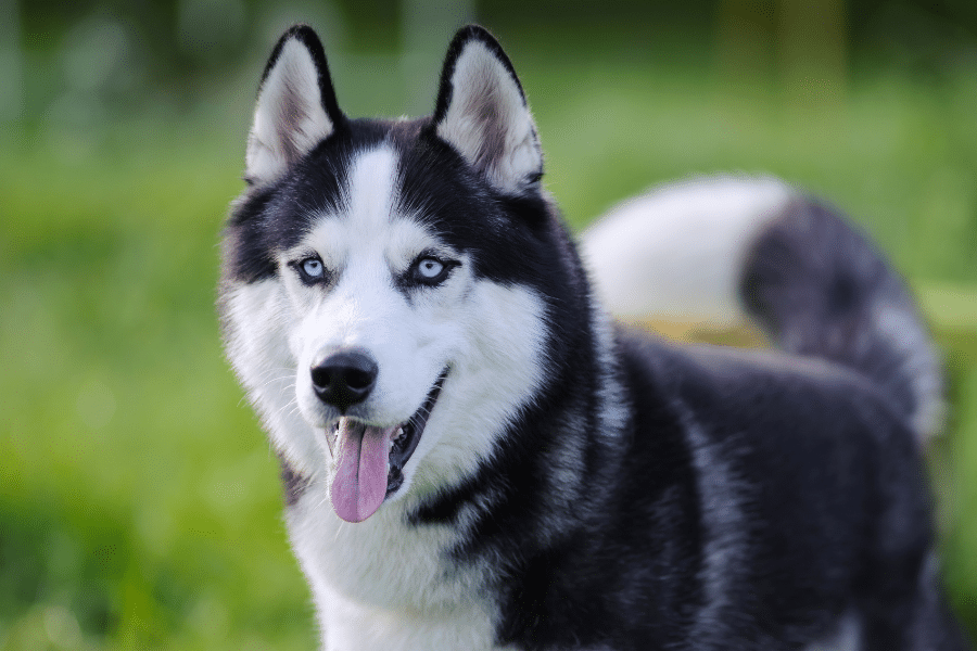siberian husky outside dog