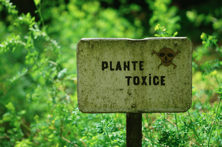 taxic plants dog poisoning symptoms