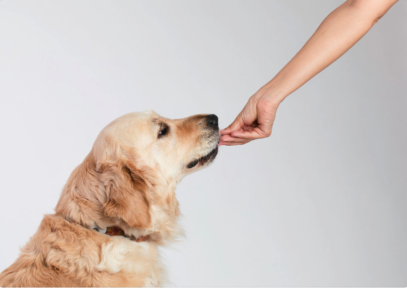 watch dog poisoning symptoms