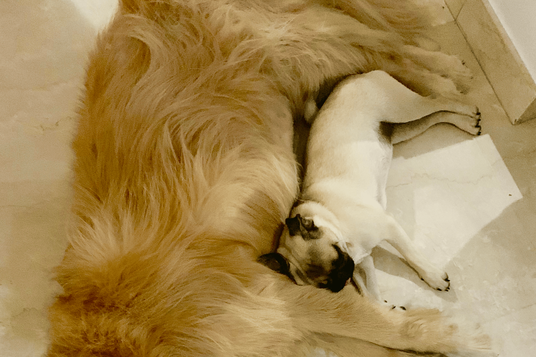 what is dog poisoning symptoms