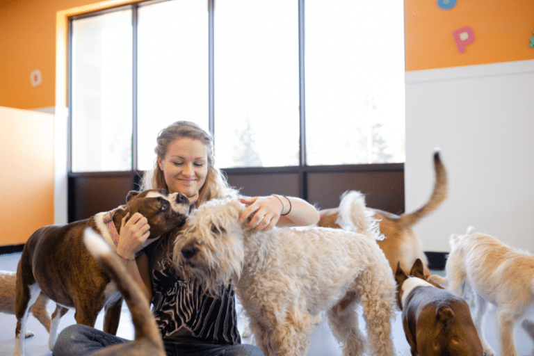woman playing with dogs at dog daycare